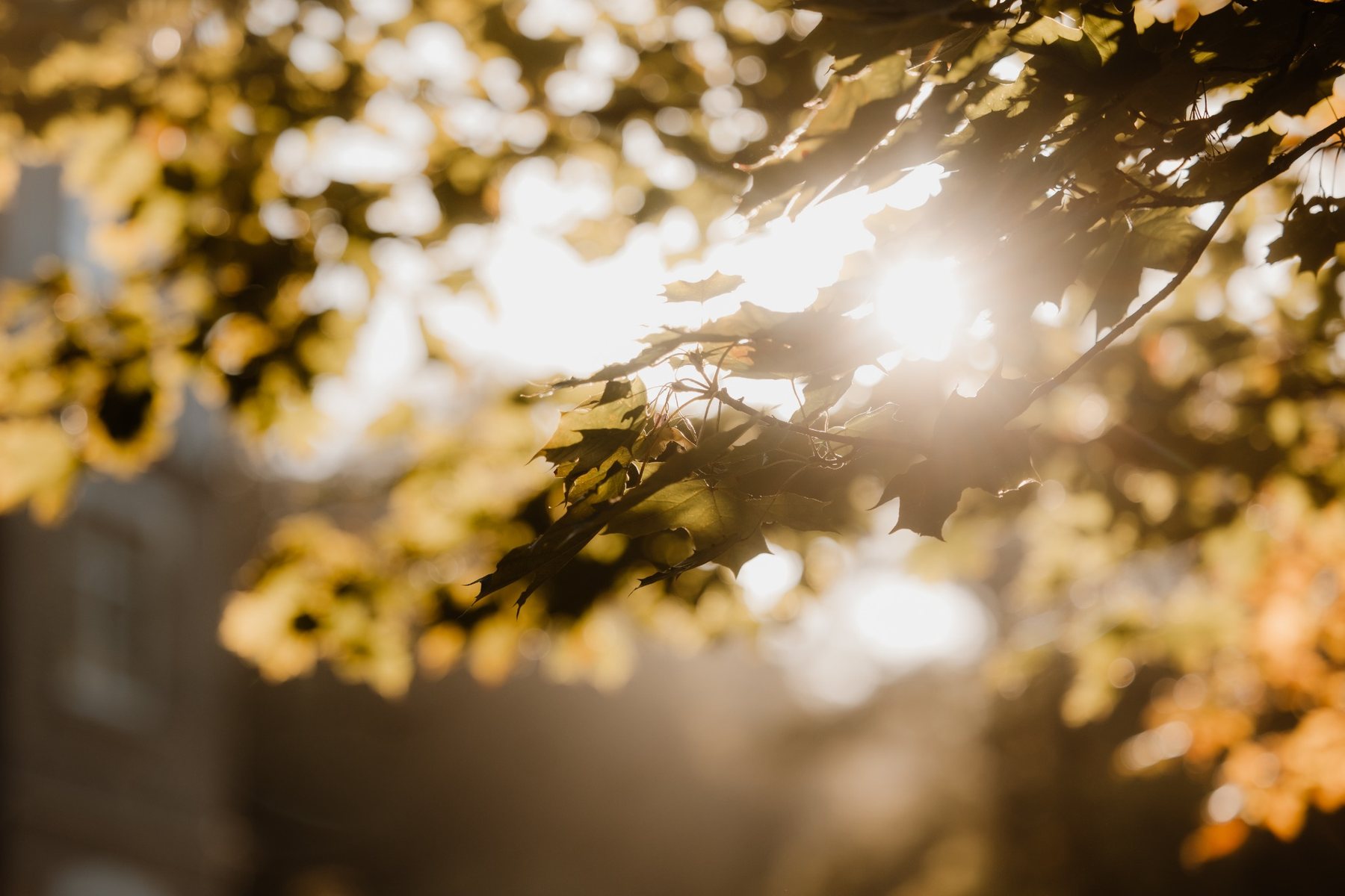 Warmes Sonnenlicht zwischen den Bäumen am Bodetaler