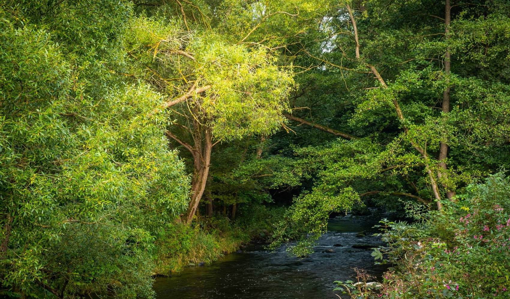 Die Bode inmitten grüner Natur direkt am Bodetaler