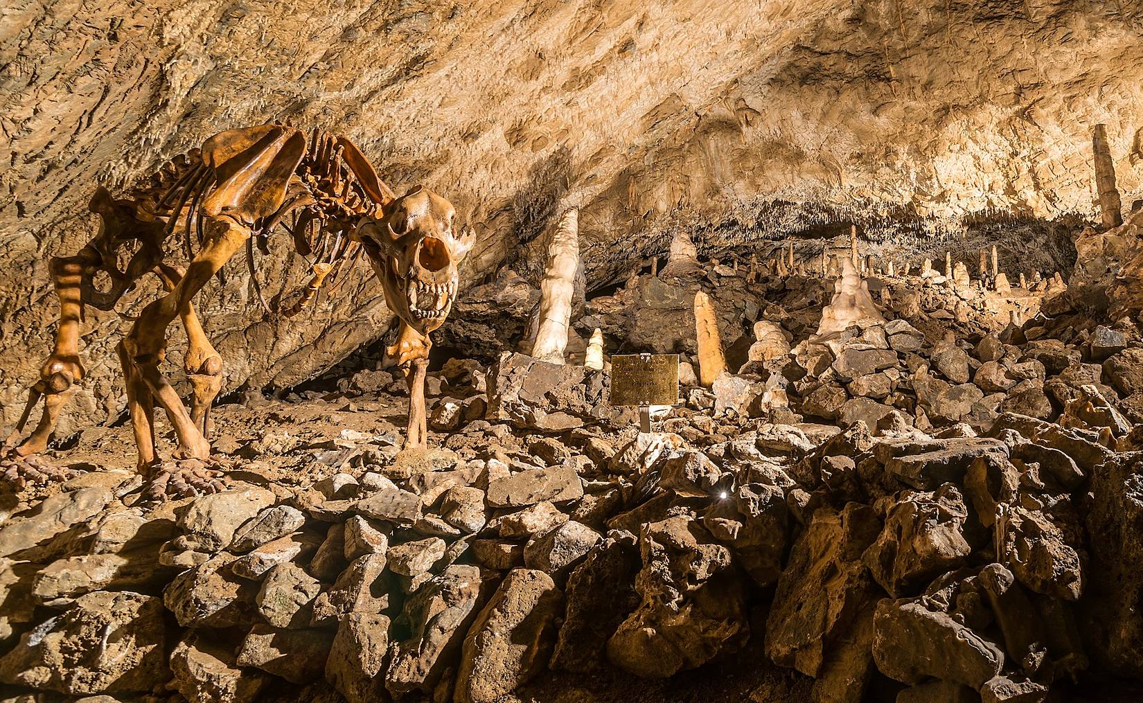 Bärenskelett in der Baumannshöhle in Rübeland